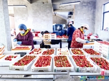 草堰镇草莓丰产丰收“酿甜蜜”