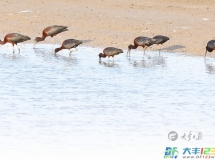 时隔6年，7只“湿地彩虹”闪耀大丰湿地