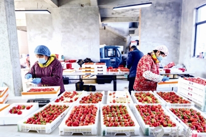 草堰镇草莓丰产丰收“酿甜蜜”